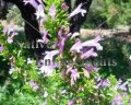 Mexican Oregano - Poliomintha longiflora 1 gallon (image for) Mexican Oregano - Poliomintha longiflora 1 gallon