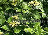 (image for) Possumhaw Viburnum – Viburnum nudum 5 gallon