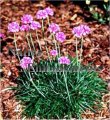 (image for) Sea Thrift - Armeria maritima 1 gallon