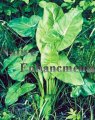 Arrow Arum - Peltandra virginica / Plug Arrow Arum - Peltandra virginica / Plug