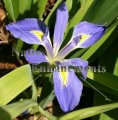 (image for) Zig Zag Iris - Iris brevicaulis 5 gallon