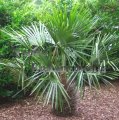 Needle Palm - Rhapidophyllum hystrix 15 gallon Needle Palm - Rhapidophyllum hystrix 15 gallon