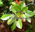 Black Gum - Nyssa sylvatica 5 gallon Black Gum - Nyssa sylvatica 5 gallon