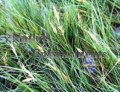 (image for) Saltgrass- Distichlis spicata / Plug