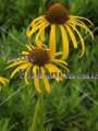 (image for) Yellow Coneflower - Echinacea paradoxa 1 gallon