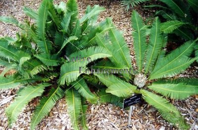 (image for) Mexican Fern Palm - Dioone edule 5 gallon