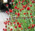 Globe Amaranth - Gomphrena haageana 1 gallon Globe Amaranth - Gomphrena haageana 1 gallon