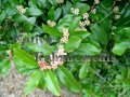 (image for) Cherry Laurel - Prunus caroliniana 5 gallon