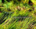 (image for) Marsh Hay Cordgrass - Spartina patens / Plug