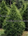 (image for) Eastern Red Cedar – Juniperus virginiana 5 gallon