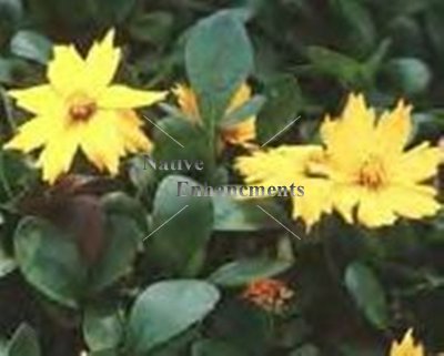 (image for) Dwarf Coreopsis - Coreopsis auriculata "Nana" 4 inch
