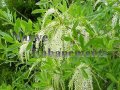 (image for) Leatherwood, Titi – Cyrilla racemiflora 5 gallon
