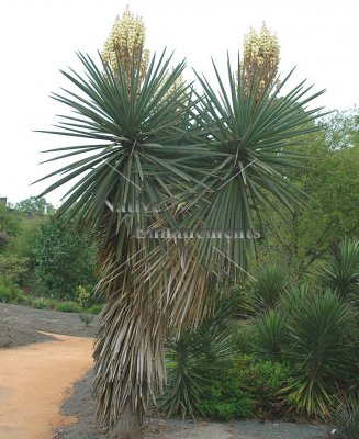 (image for) Spanish Dagger - Yucca treculeana 5 gallon