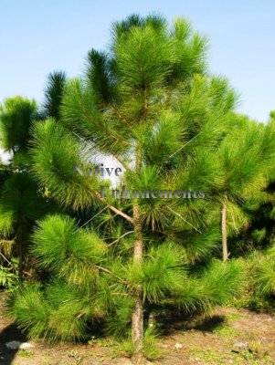 (image for) Slash Pine - Pinus elliottii 15 gallon