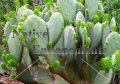 (image for) Texas Spineless Prickly Pear - Opuntia ellisiana 5 gallon