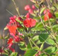 (image for) Eyelash Leaved Salvia - Salvia blepharophylla 1 gallon