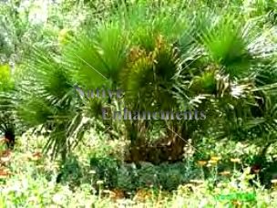 (image for) Louisiana Palm - Sabal louisiana 5 gallon