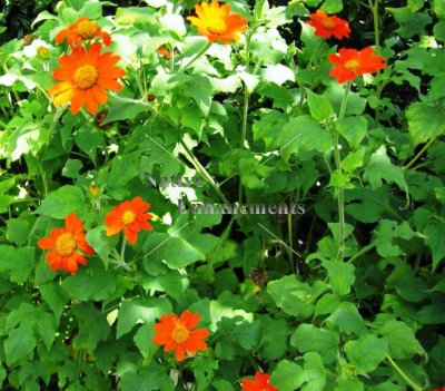(image for) Mexican Sunflower - Tithonia rotundifolia 4 inch