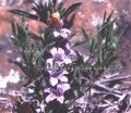 (image for) Snake Herb - Dyschoriste linearis 1 gallon