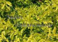 (image for) Cuban Gold Duranta - Duranta erecta 5 gallon