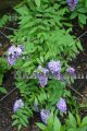 American Wisteria - Wisteria frutescens 5 gallon American Wisteria - Wisteria frutescens 5 gallon
