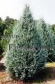 Arizona Cypress - Cupresses arizonica 5 gallon Arizona Cypress - Cupresses arizonica 5 gallon