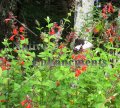 Pineapple Sage - Salvia elegans 1 gallon (image for) Pineapple Sage - Salvia elegans 1 gallon