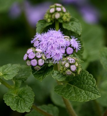 (image for) Floss Flower - Ageratum houstonianum 4 inch