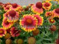 (image for) Blanket Flower - Gaillardia x grandiflora 1 gallon