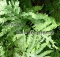 (image for) Sensitive Fern - Onoclea sensibilis 1 gallon