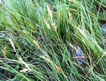 (image for) Saltgrass- Distichlis spicata / Plug