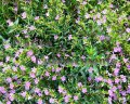 (image for) Mexican Heather - Cuphea hyssopifolia 1 gallon