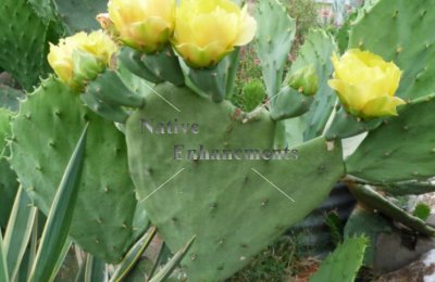 (image for) Old Mex. Spineless Prickly Pear - Opuntia gomei 5 gallon