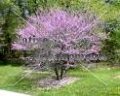(image for) Eastern Redbud – Cercis canadensis 5 gallon