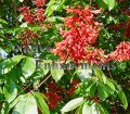 (image for) Red Buckeye - Aesculus pavia var. pavia 5 gallon
