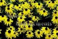 Black Eyed Susan - Rudbeckia hirta 1 gallon Black Eyed Susan - Rudbeckia hirta 1 gallon