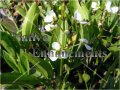 Bull Tongue - Sagittaria lancifolia / Plug Bull Tongue - Sagittaria lancifolia / Plug