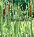 (image for) Cattail - Typha latifolia / Bare Root Bundle