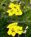 Butterfly Vine, Orchid Vine - Stigmaphyllon ciliatum Butterfly Vine, Orchid Vine - Stigmaphyllon ciliatum
