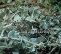 (image for) Silver Pony Foot - Dichondra argentea 4 inch