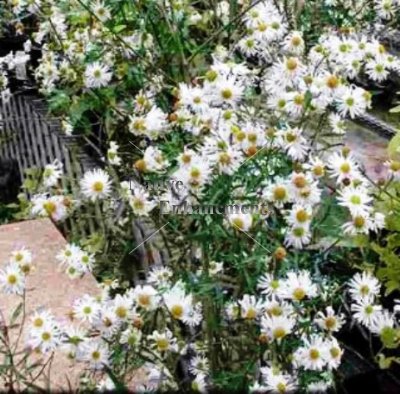 (image for) Doll's Daisy - Boltonia asteroides and B. a. var. latisquama