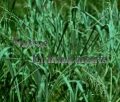 Bitter Panicum - Panicum amarum / Plug Bitter Panicum - Panicum amarum / Plug