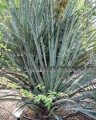 (image for) Buckley Yucca - Yucca constricta 5 gallon