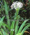 American Crinum Lily - Crinum americanum 5 gallon American Crinum Lily - Crinum americanum 5 gallon