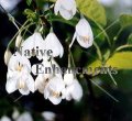 (image for) Two Winged Silverbell - Halesia diptera 5 gallon