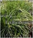 (image for) Cherokee Sedge - Carex cherokeensis 1 gallon
