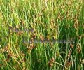 Black Rush - Juncus roemerianus / Plug Black Rush - Juncus roemerianus / Plug
