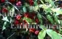 (image for) Strawberry Bush - Euonymus americana 5 gallon