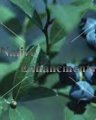 (image for) Rabbiteye Blueberry - Vaccinium ashei 5 gallon