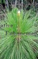 (image for) Longleaf Pine - Pinus palustris 5 gallon